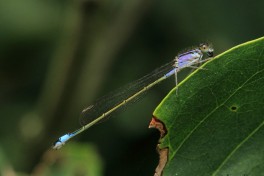 3981-Lantaarntje - Ischnura elegans