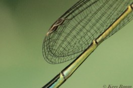 3987-Lantaarntje - Ischnura elegans