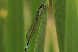 3989-Lantaarntje - Ischnura elegans