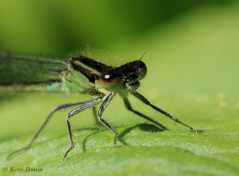 3995-Lantaarntje - Ischnura elegans