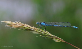 4559-Watersnuffel-Enallagma-cyathigerum