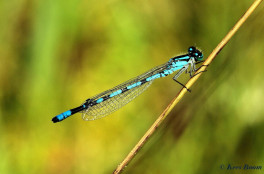 4560-Watersnuffel - Enallagma cyathigerum