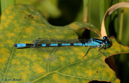 4562-Watersnuffel - Enallagma cyathigerum