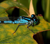 4564-Watersnuffel - Enallagma cyathigerum