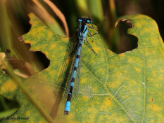 4566-Watersnuffel - Enallagma cyathigerum