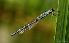 4572-Watersnuffel - Enallagma cyathigerum