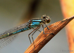 4576-Watersnuffel - Enallagma cyathigerum