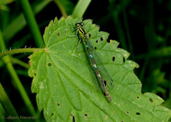 4985-Variabele-waterjuffer-Coenagrion-pulchellum