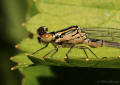 5214- Azuurwaterjuffer - Coenagrion puella