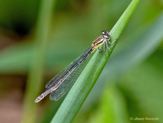 5226-Azuurwaterjuffer-Coenagrion-puella