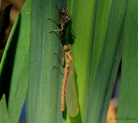 7160-Vuurjuffer - Pyrrhosoma nymphula