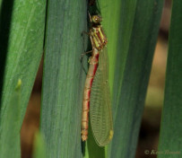 7162-Vuurjuffer - Pyrrhosoma nymphula