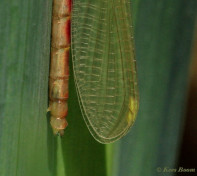 7164-Vuurjuffer - Pyrrhosoma nymphula