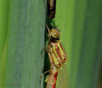 7166-Vuurjuffer - Pyrrhosoma nymphula