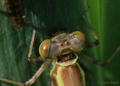 7168-Vuurjuffer - Pyrrhosoma nymphula