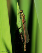 7170-Vuurjuffer - Pyrrhosoma nymphula