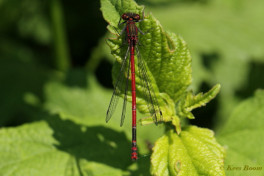 7182-Vuurjuffer - Pyrrhosoma nymphula