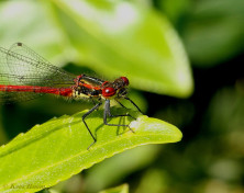 7184-Vuurjuffer - Pyrrhosoma nymphula