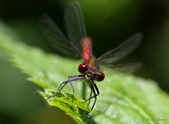 7186-Vuurjuffer - Pyrrhosoma nymphula