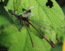 7190-Vuurjuffer - Pyrrhosoma nymphula