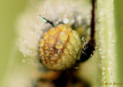 7192-Vuurjuffer - Pyrrhosoma nymphula