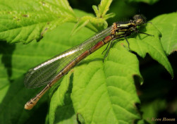 7200-Vuurjuffer - Pyrrhosoma nymphula