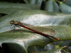 7210-Vuurjuffer - Pyrrhosoma nymphula