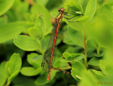 7211-Vuurjuffer - Pyrrhosoma nymphula