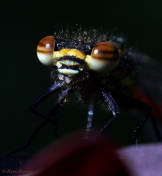 7232-Vuurjuffer - Pyrrhosoma nymphula