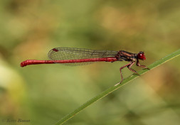 7570-Koraaljuffer - Ceriagrion tenellum
