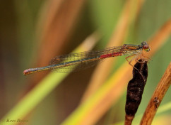7588-Koraaljuffer - Ceriagrion tenellum