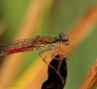 7590-Koraaljuffer - Ceriagrion tenellum