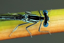 8162-Blauwe breedscheenjuffer - Platycnemis pennipes