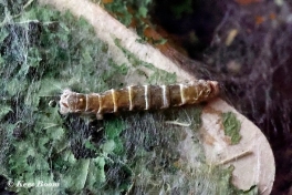015.530B-Zijdevlinder-of-Domestic-silk-moth-Bombyx-mori