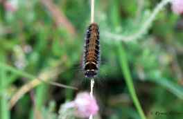 05365B-Veelvraat-Macrothylacia-rubi