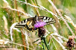 862.733A-Koninginnenpage-Papilio-machaon