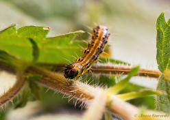 132614-Buxusmot-Cydalima-perspectalis