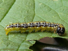 132615-Buxusmot-Cydalima-perspectalis