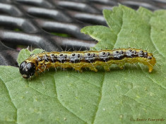 132616-Buxusmot-Cydalima-perspectalis