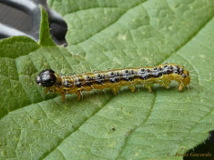 132617-Buxusmot-Cydalima-perspectalis