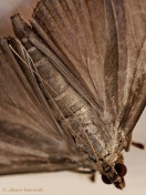 132653-Buxusmot-Cydalima-perspectalis