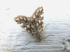 133515-Waterleliemotje-Elophila-nymphaeata