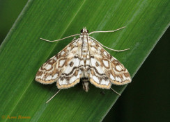 133516-Waterleliemotje-Elophila-nymphaeata