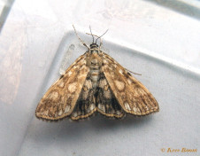 133517-Waterleliemotje-Elophila-nymphaeata