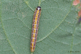 134607-Aangebrande-valkmot-Evergestis-extimalis