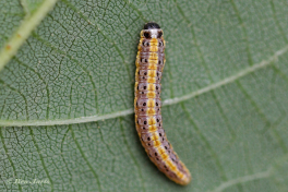 134607B-Aangebrande-valkmot-Evergestis-extimalis