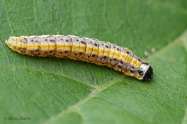 134607C-Aangebrande-valkmot-Evergestis-extimalis