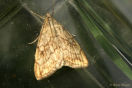 134915-Bonte-valkmot-Evergestis-pallidata