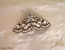 135716-Egelskopmot-Nymphula-nitidulata