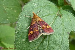 137215-Muntvlindertje-Pyrausta-aurata